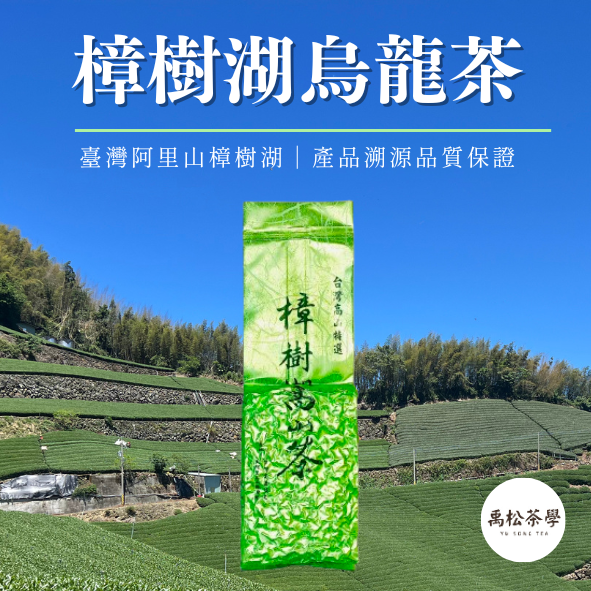 阿里山樟樹湖高冷茶