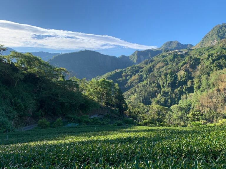 台灣高山茶區茶園遠景｜禹松茶學高雄選茶完全指南