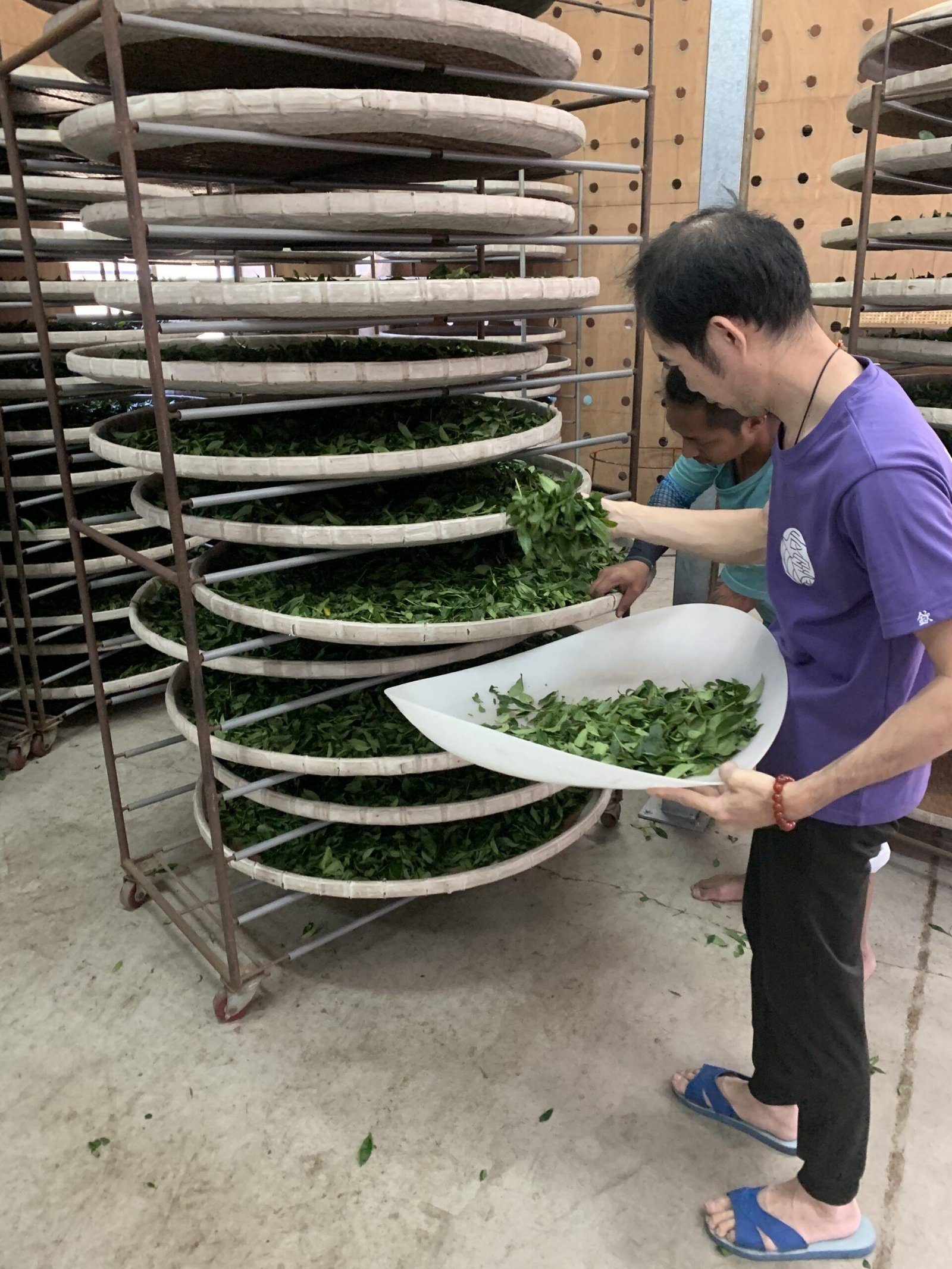 禹松茶學製茶工藝｜禹松茶學