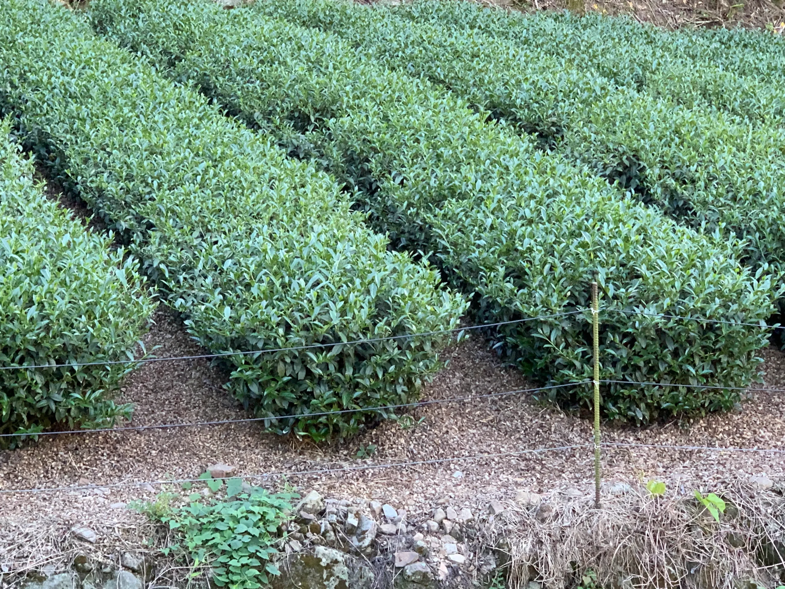 梨山茶區高海拔茶園｜禹松茶學