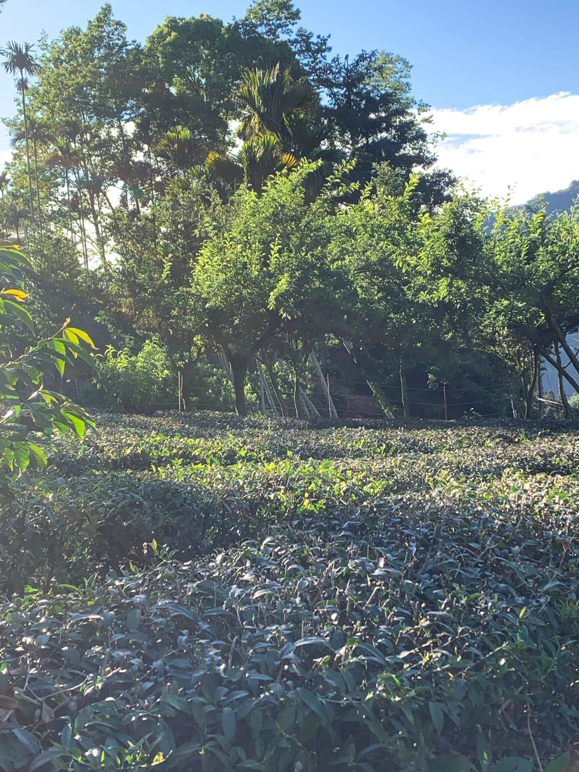 高山茶園雲霧環繞｜禹松茶學