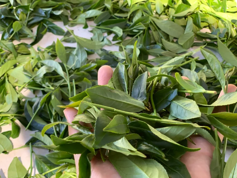 梨山茶茶葉特寫｜禹松茶學