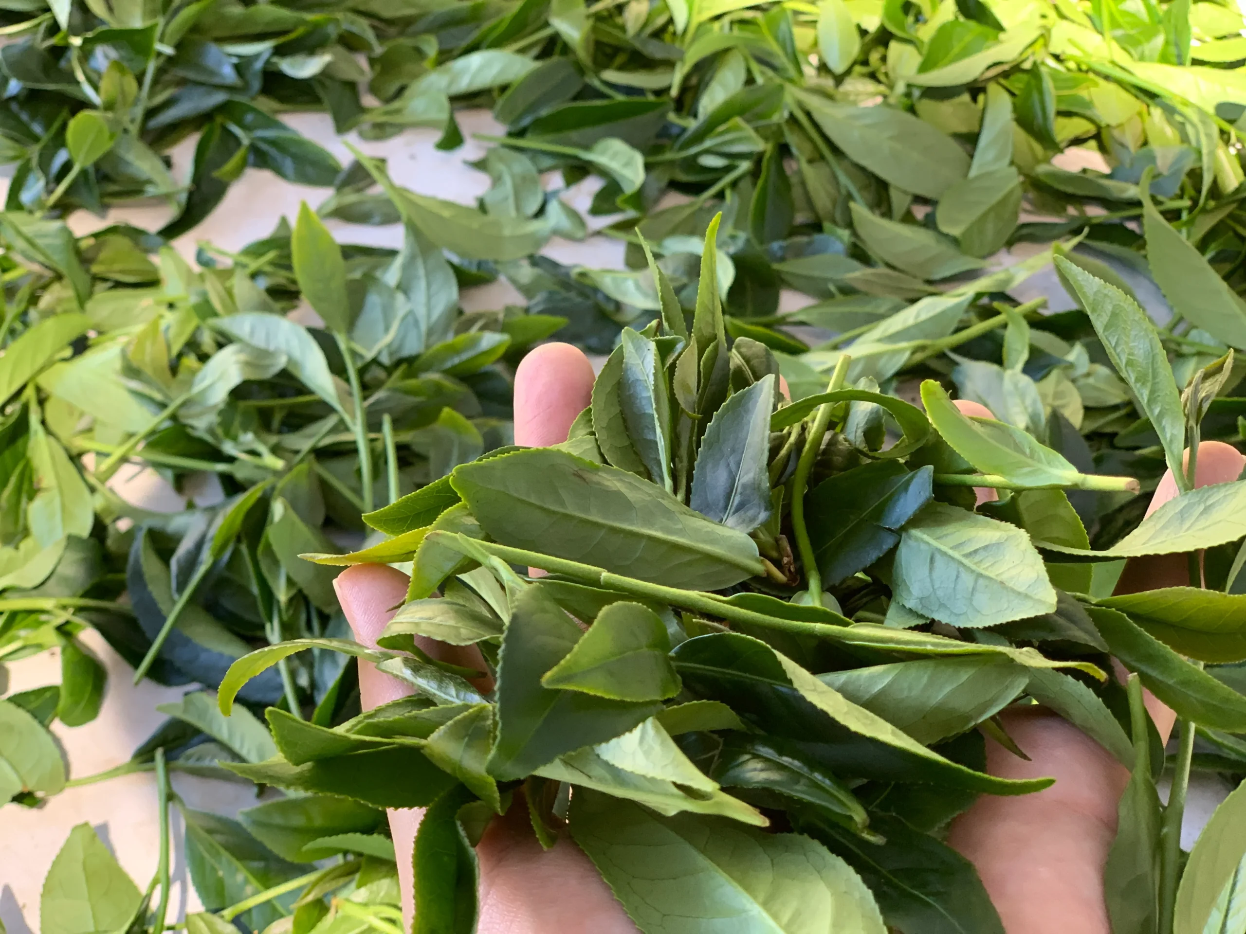 IMG 0422 scaled 梨山茶茶葉特寫|禹松茶學