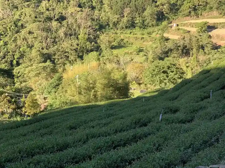 高山茶園風景